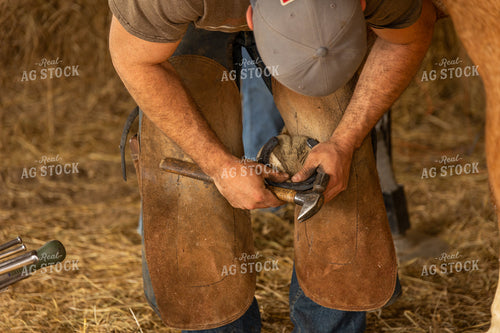 Farrier Shoeing Horses 52426