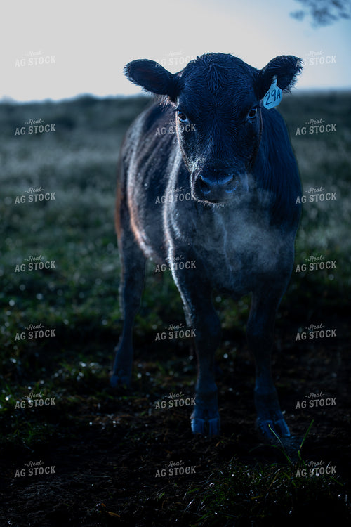 Cattle on Pasture 189009