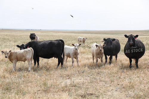 Cross Cattle on Pasture 117248
