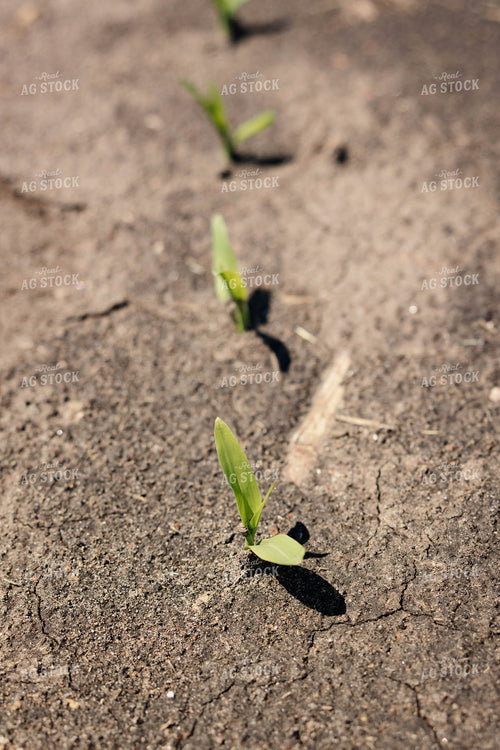 Early Growth Corn 152435