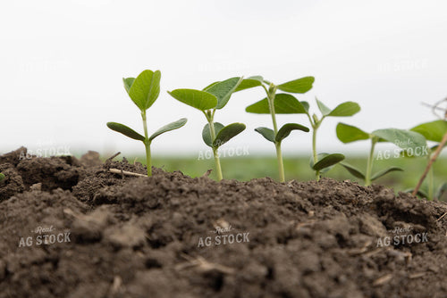 Early Growth Soybeans 79644