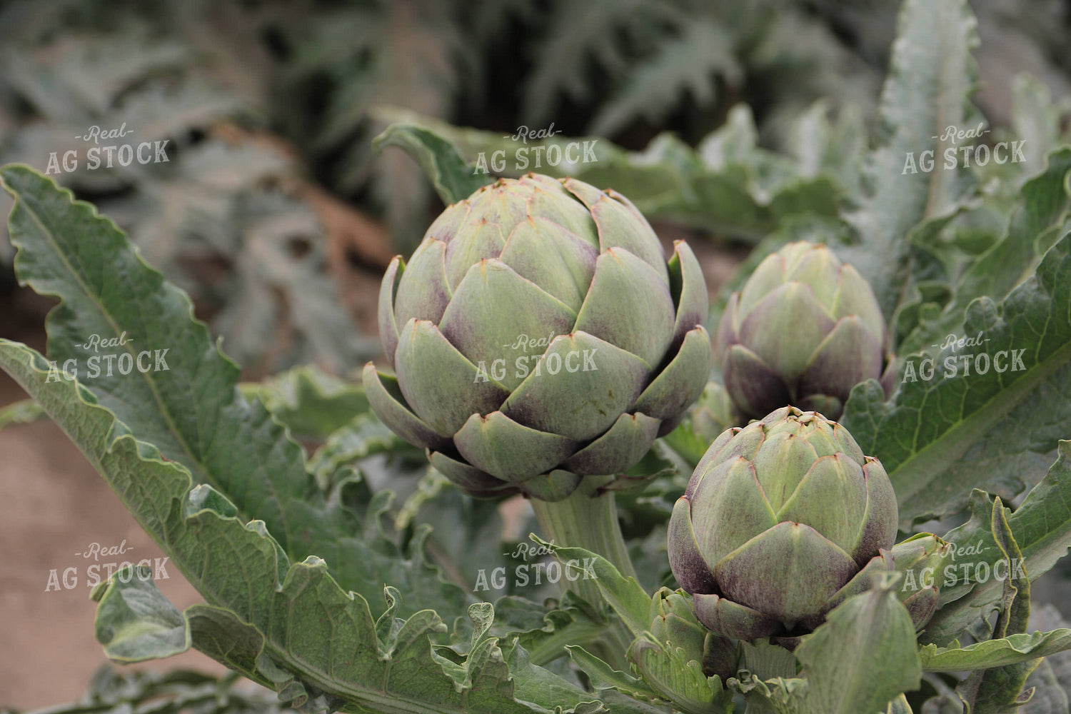 Artichokes 105086