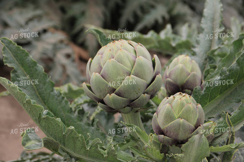 Artichokes 105086