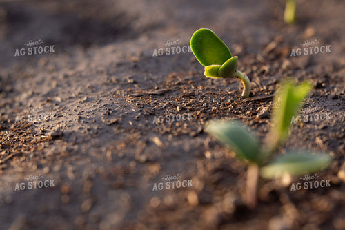 Soybeans - Early Growth 1409