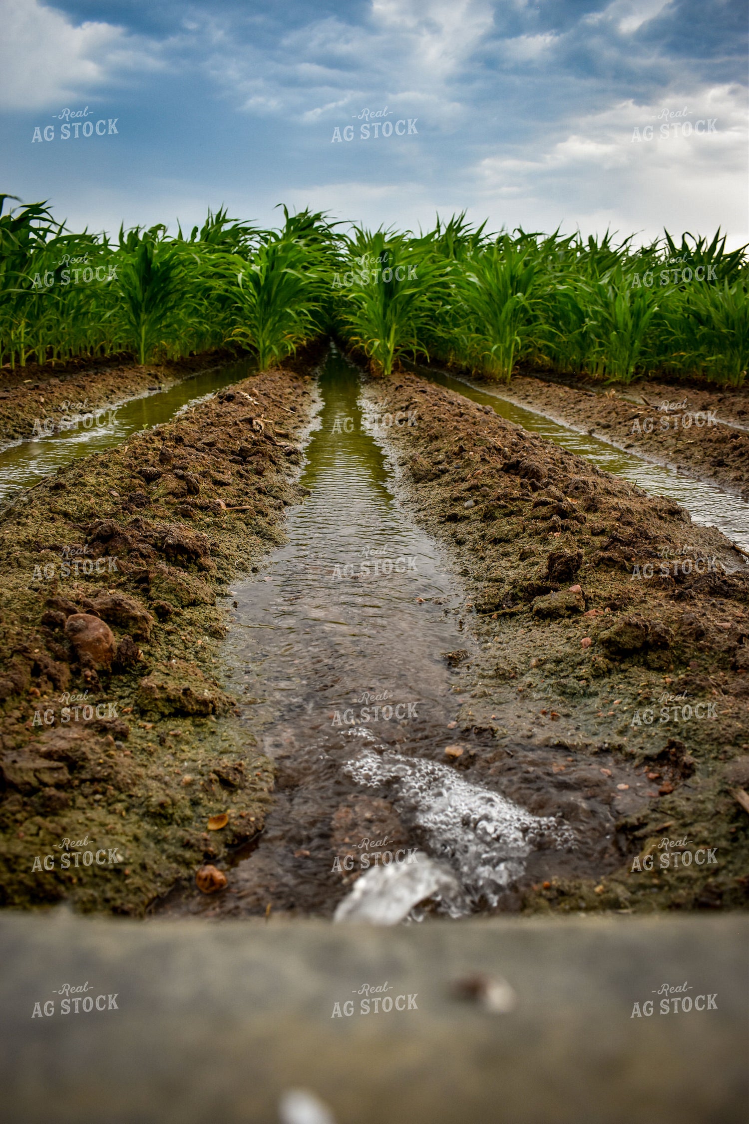 Ditch Irrigation Corn 56191