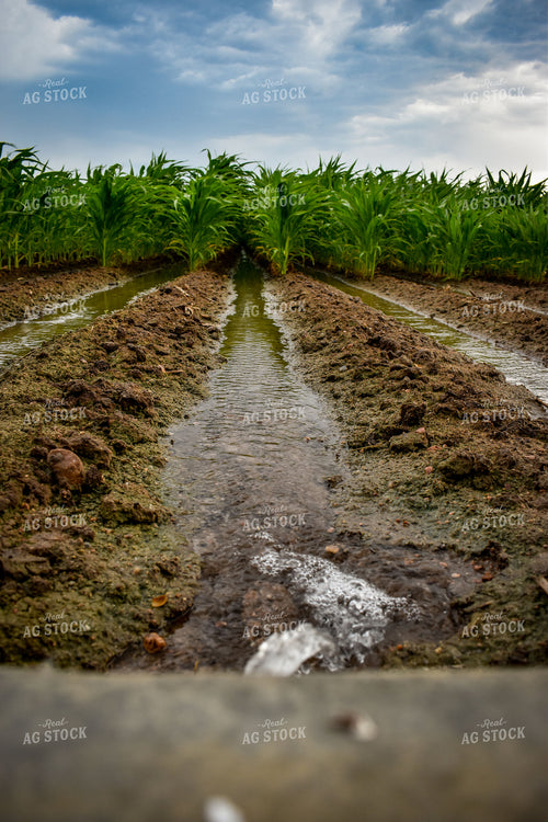 Ditch Irrigation Corn 56191