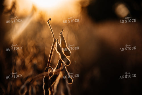 Dried Soybeans 137074