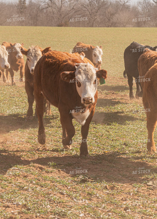 Cattle Grazing on Cover Crop 231106