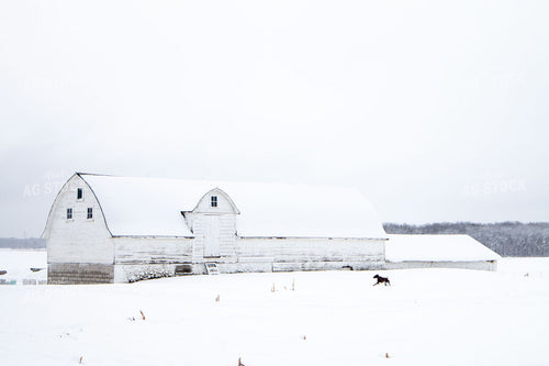 Snowy Barn 157044