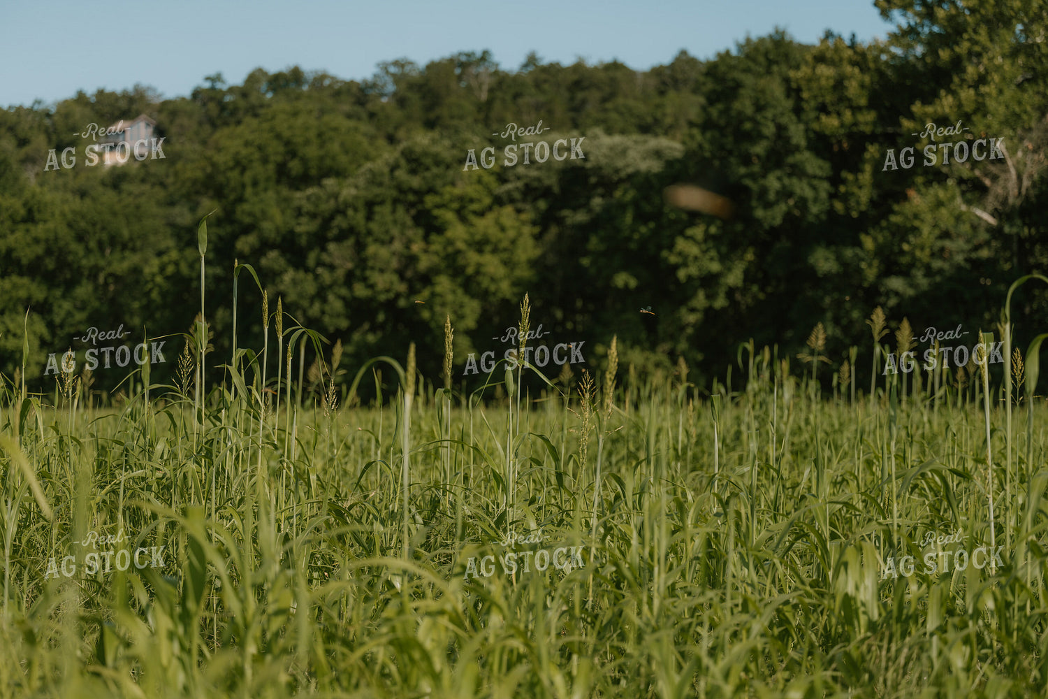 Sorghum Sudangrass 125402