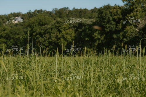Sorghum Sudangrass 125402