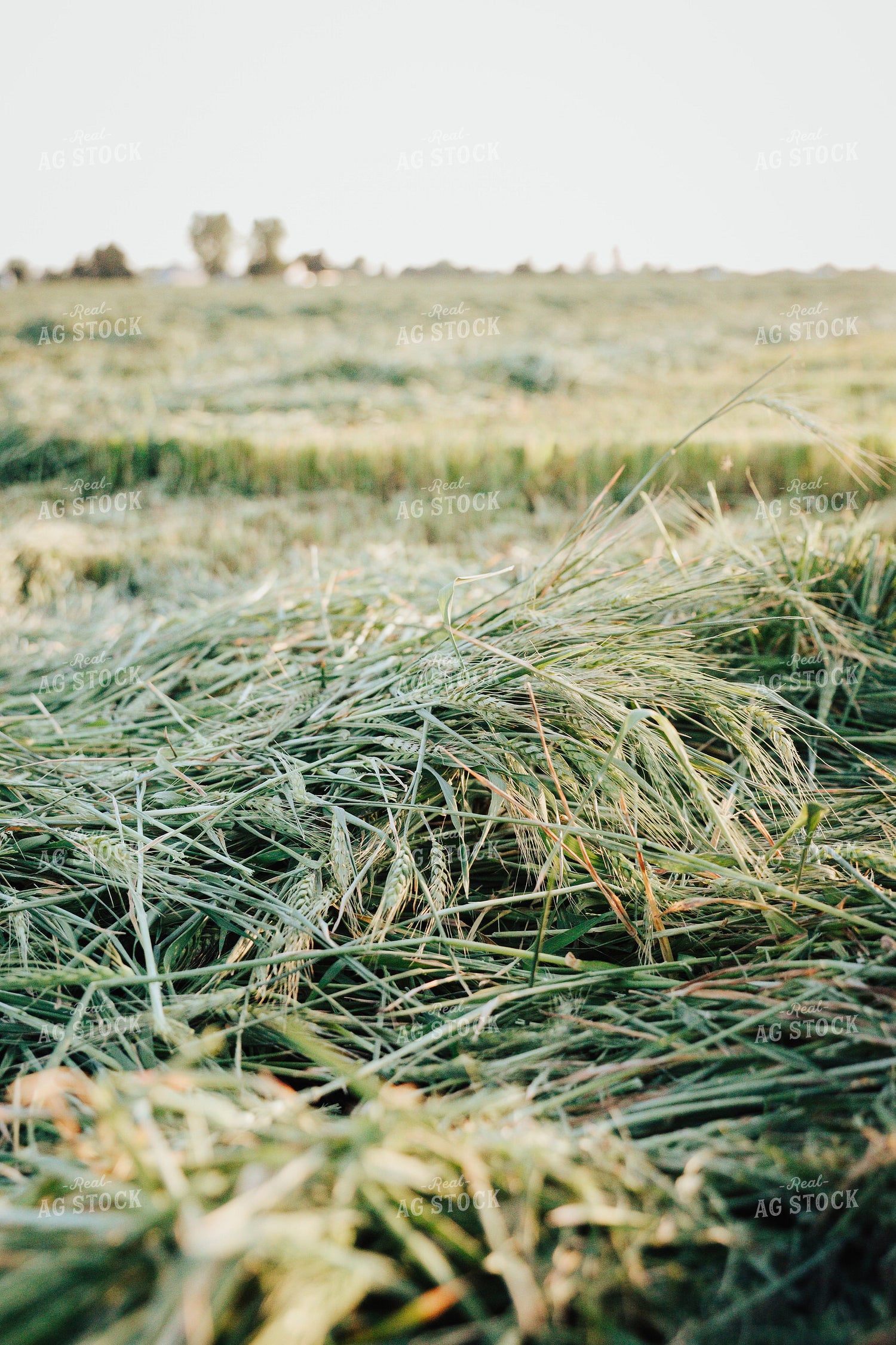 Wheat Green Chopped for Forage 83172