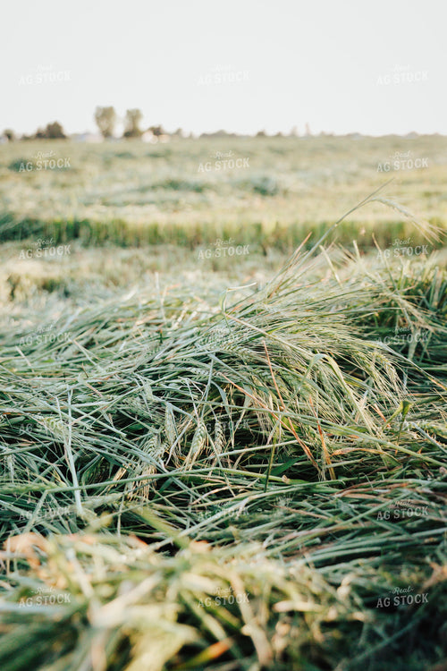 Wheat Green Chopped for Forage 83172