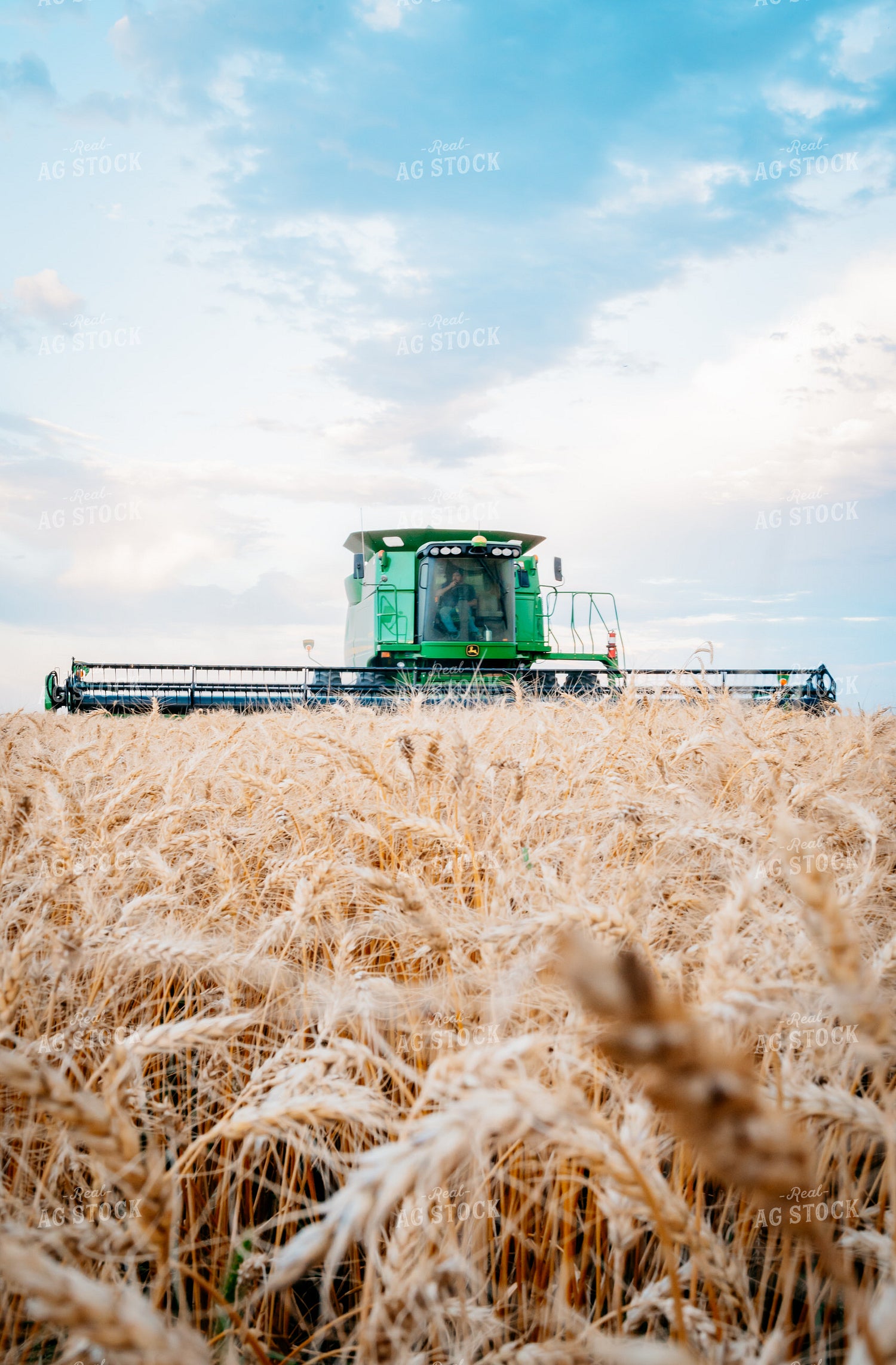 Wheat Harvest 56707