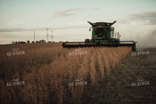 Combine Cutting Soybeans 3442