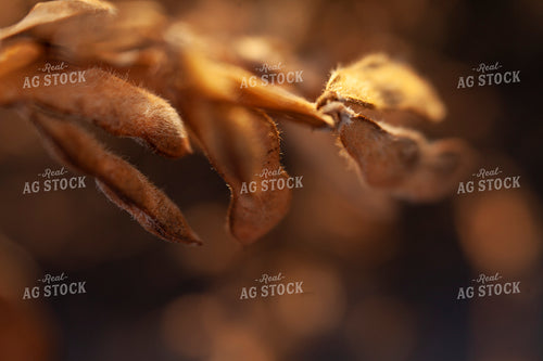 Soybeans - Dry 1578