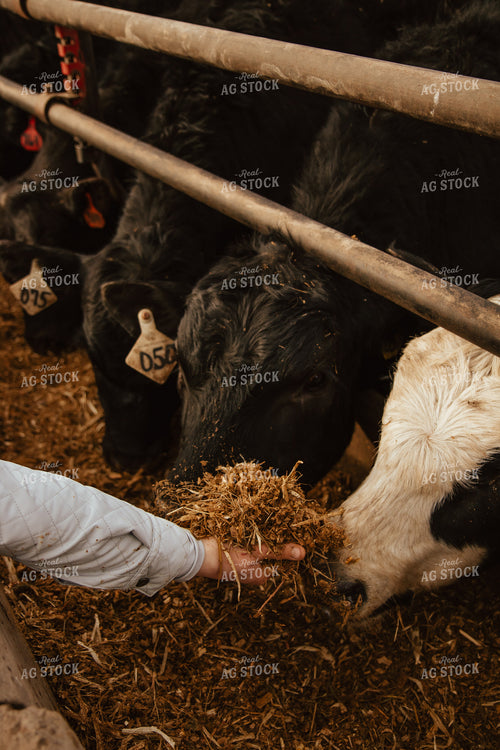 Cattle Eating in Feedlot 67613