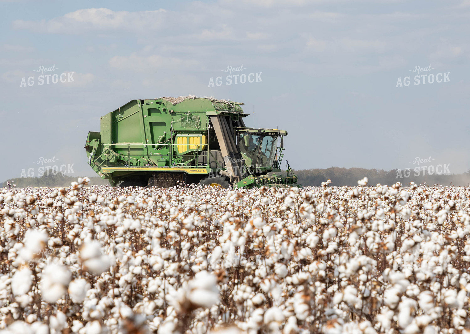 Cotton Harvest 79740