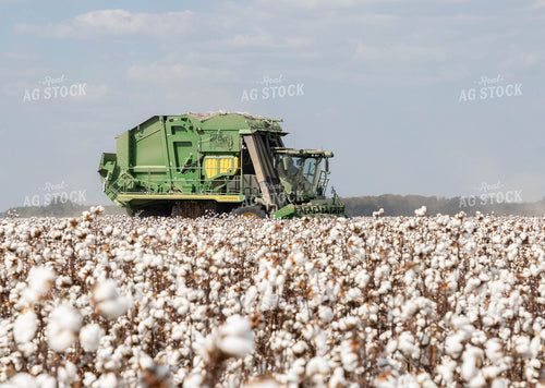 Cotton Harvest 79740