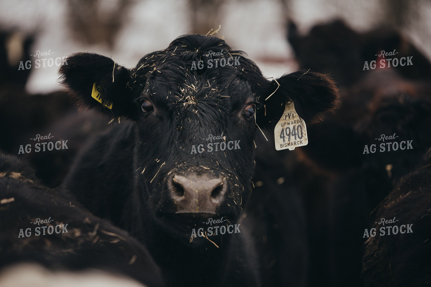 Angus Cattle in Snowy Pasture 3772