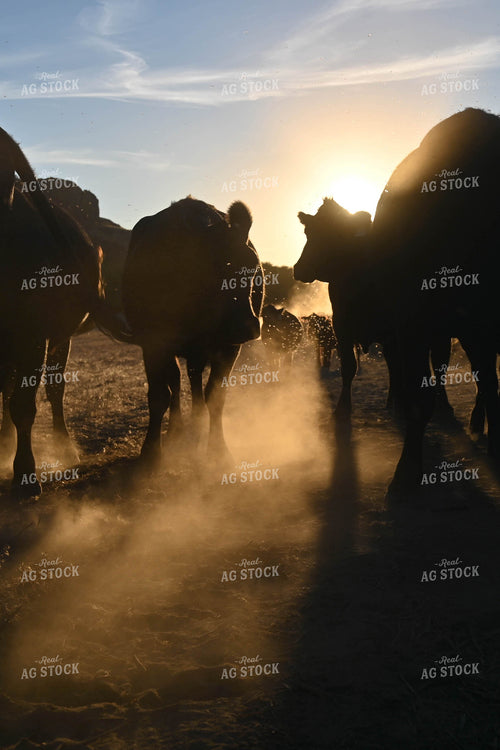 Cattle Silhouette 253012
