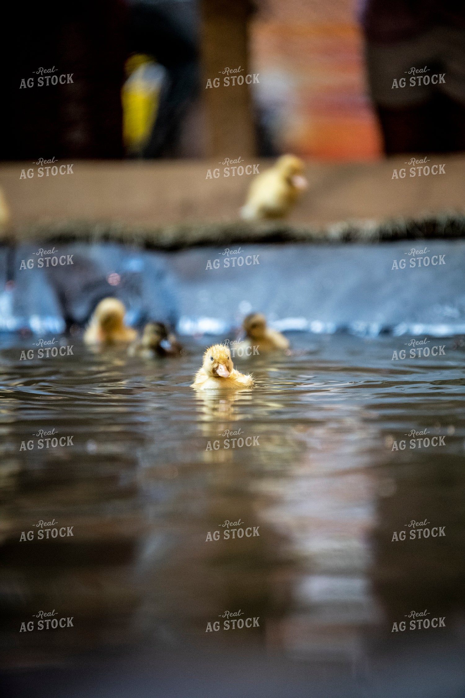 Duckling 197030