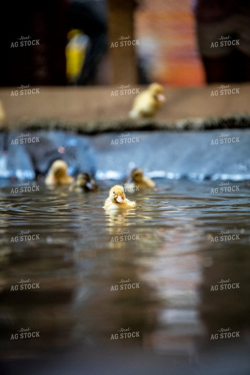 Duckling 197030