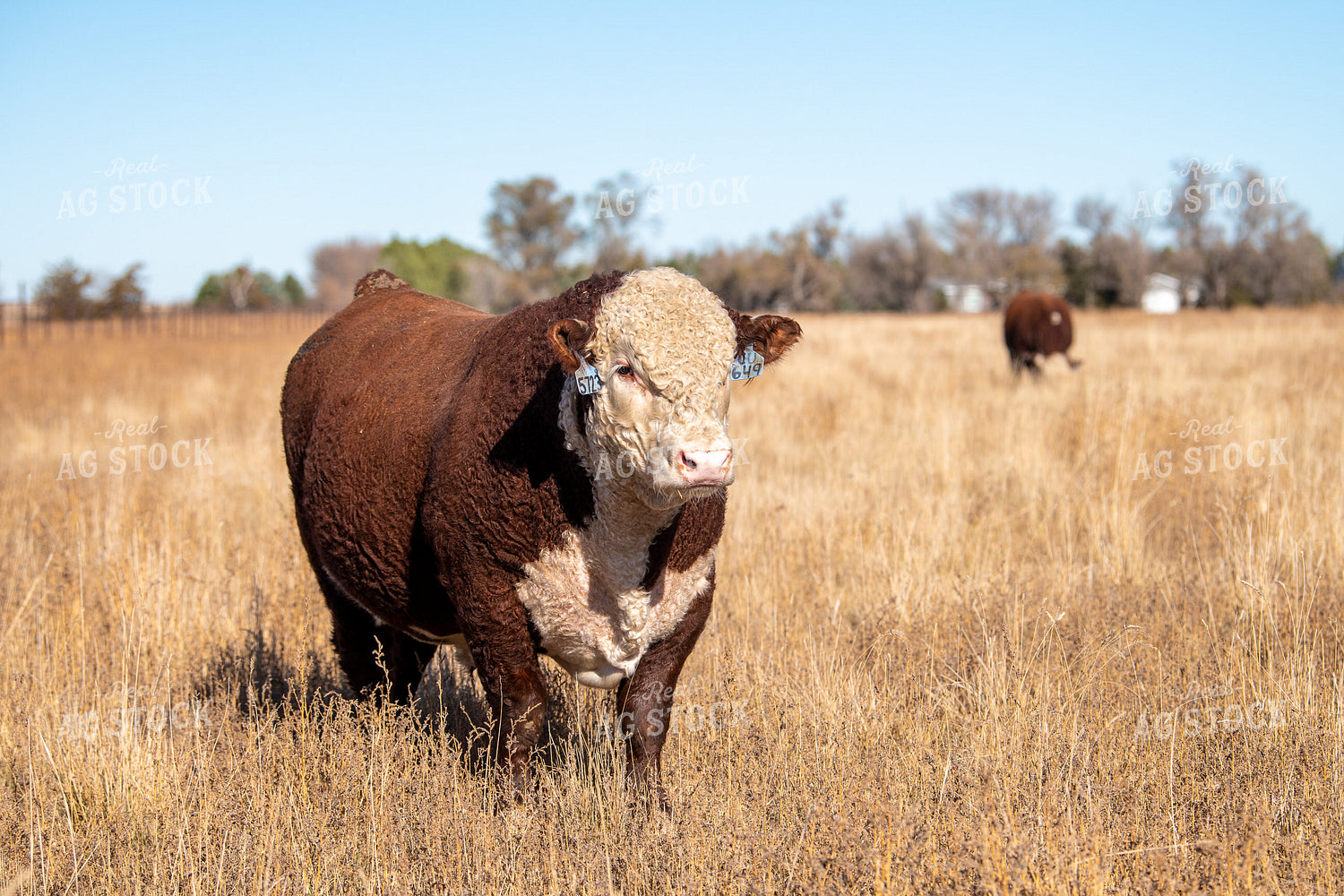 Hereford Cattle on Pasture 212167