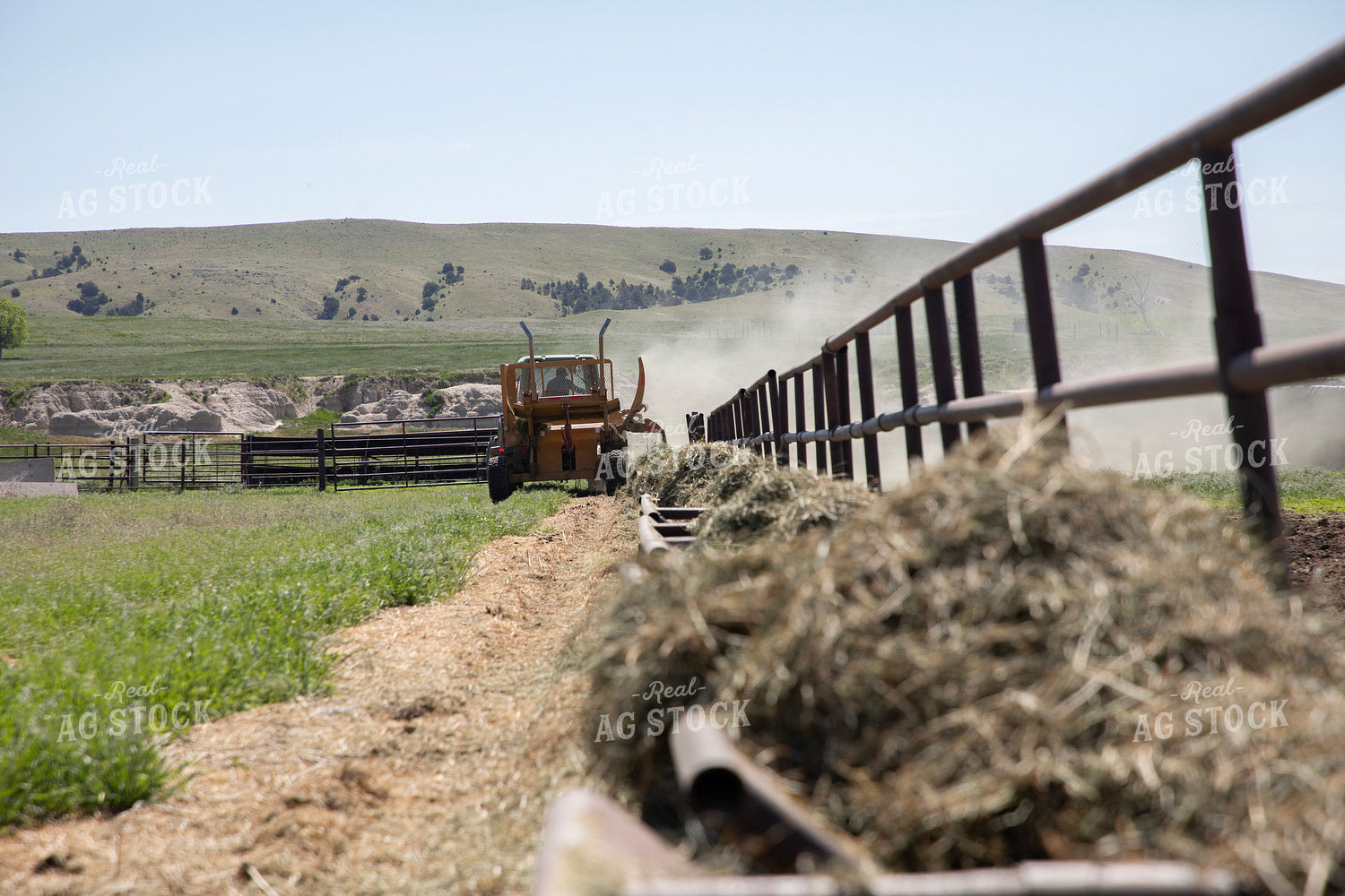 Feeding Cattle 117074
