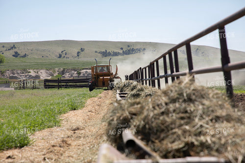 Feeding Cattle 117074