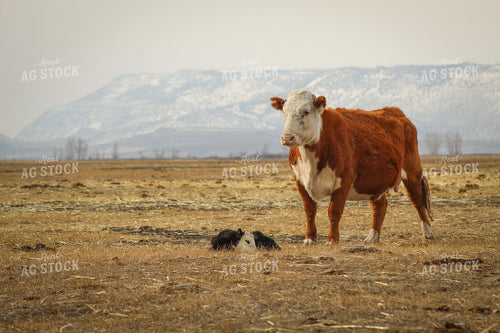 Hereford Cow and Calf Pair 78093