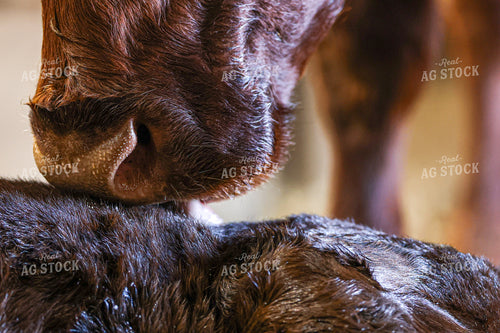 Angus Cow Calf Pair 160401