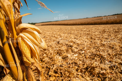 Dried Corn 25956