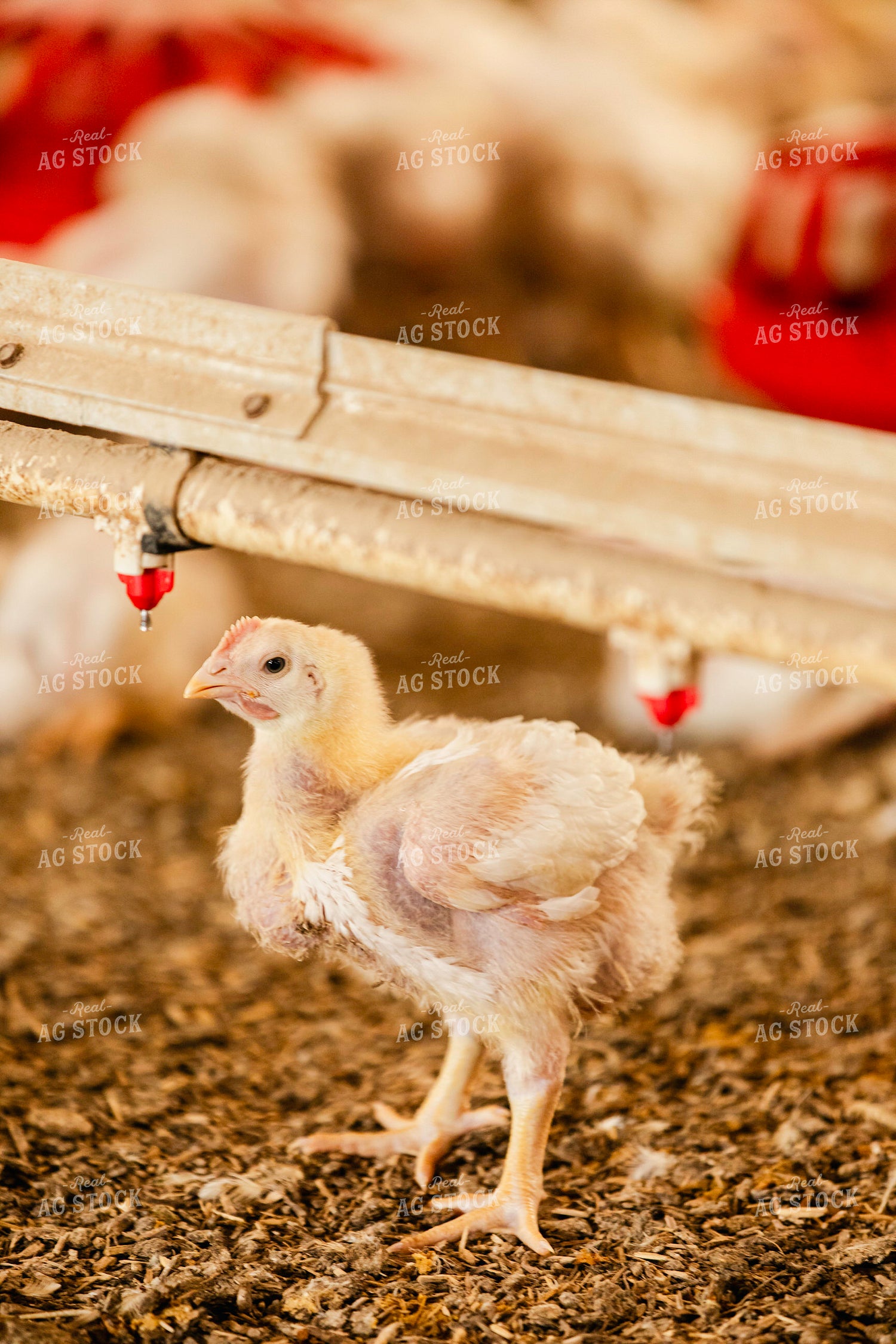 Broiler Chickens in Barn 280028