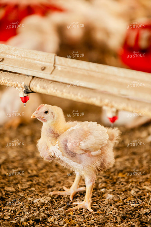 Broiler Chickens in Barn 280028