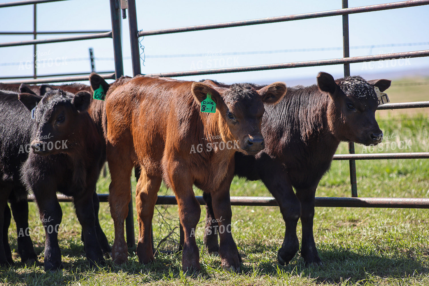 Calves on Pasture 261104