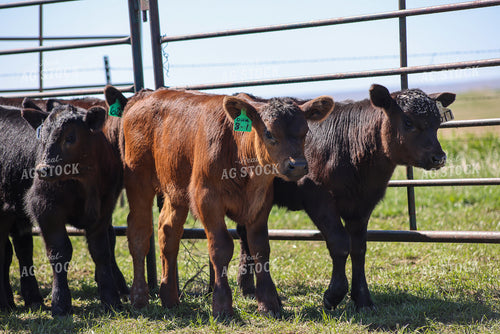 Calves on Pasture 261104