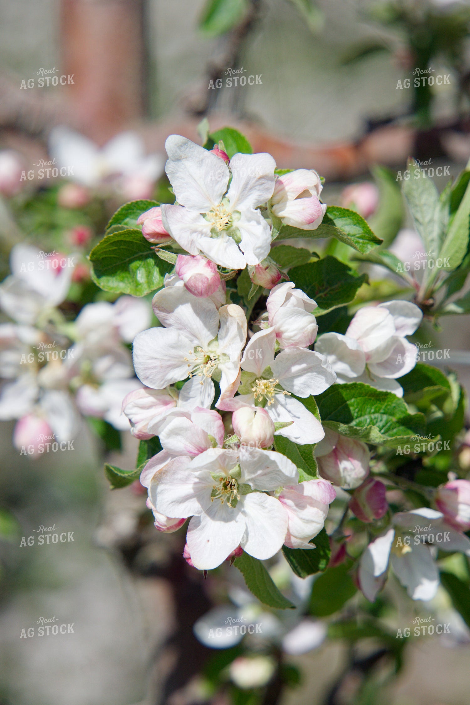 Apple Tree Blossoms 146080