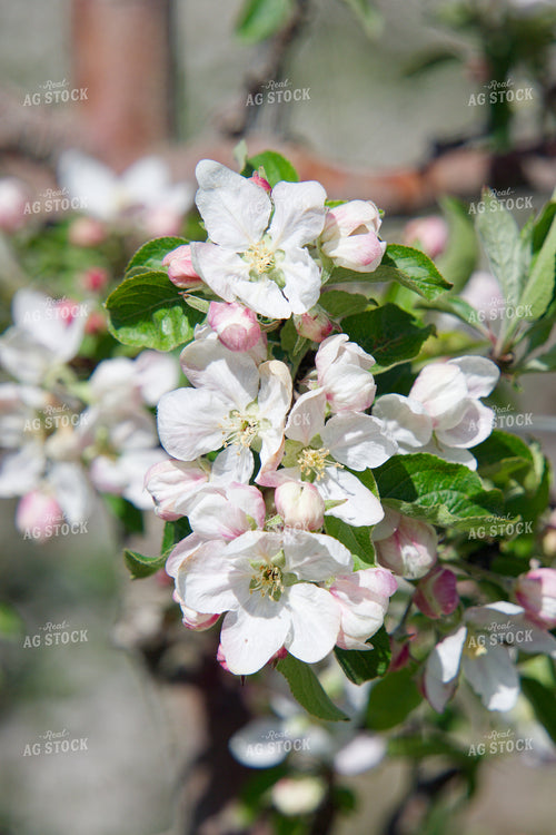 Apple Tree Blossoms 146080