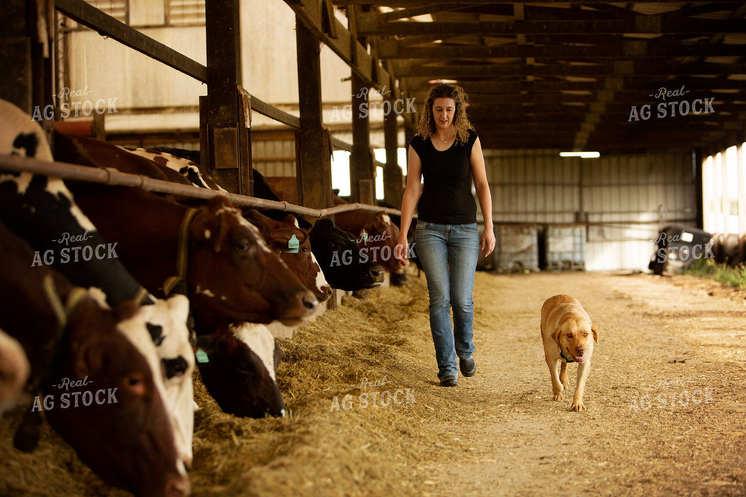 Dairy 2732