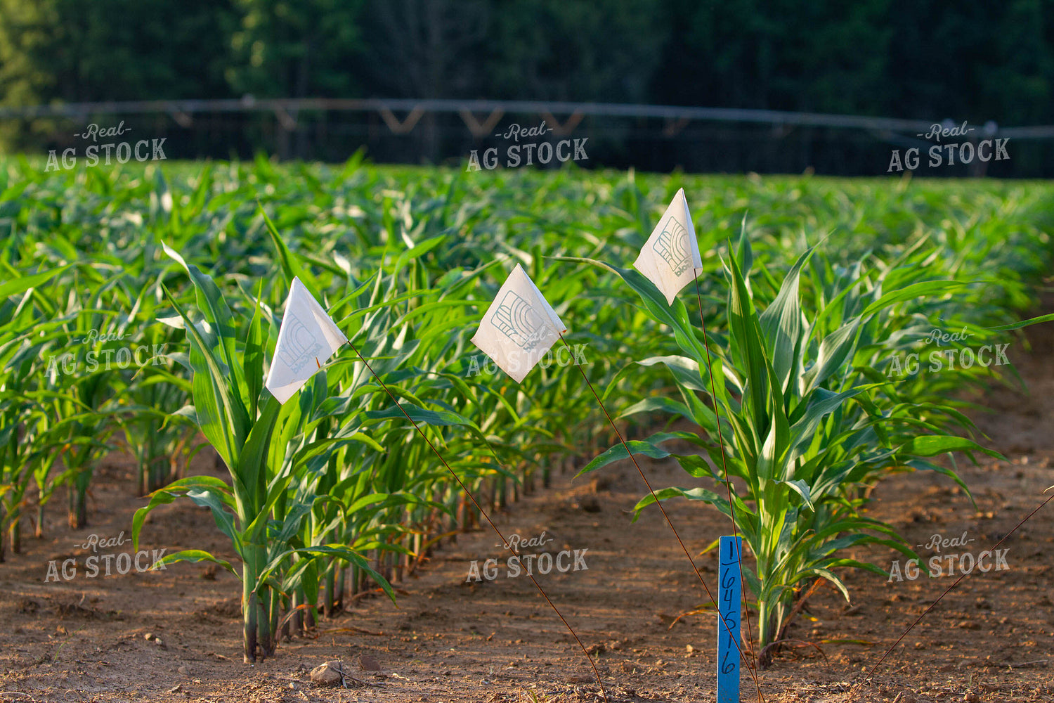 Corn Field with Stakes and Flags 79048