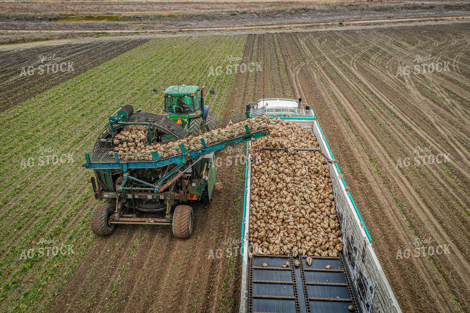 Sugar Beet Harvest 56505