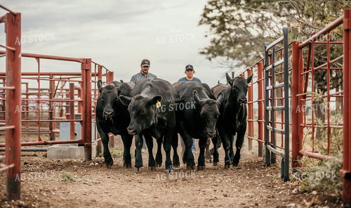 Farmers with Cattle 98027
