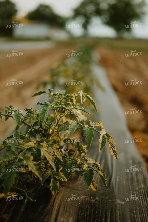 Tomatoes in Plasticulture 125247
