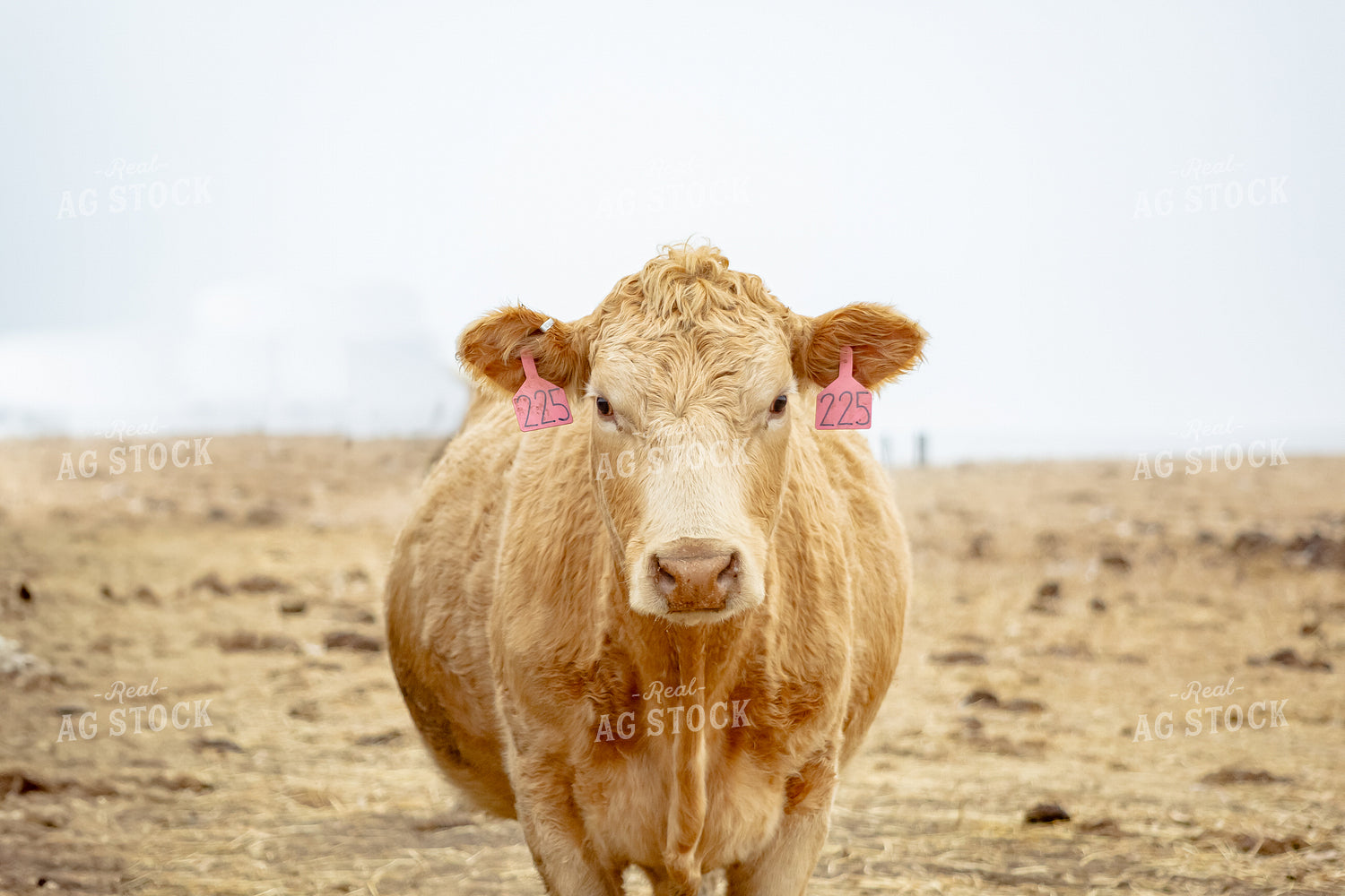 Cattle on Pasture 155336