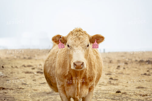 Cattle on Pasture 155336