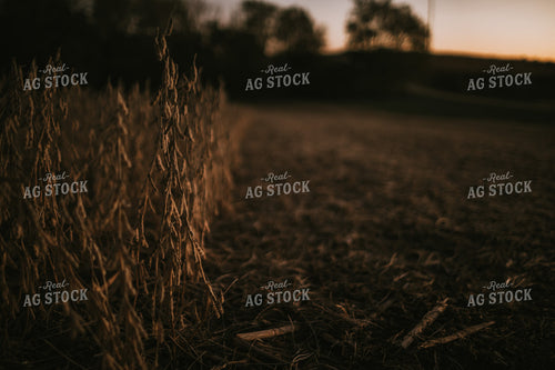 Soybean Field at Harvest at Dusk 5183