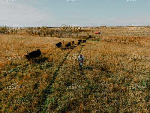 Aerial Angus Cattle on Pasture 187092