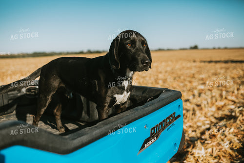 Farm Dog in Side by Side Bed 4674