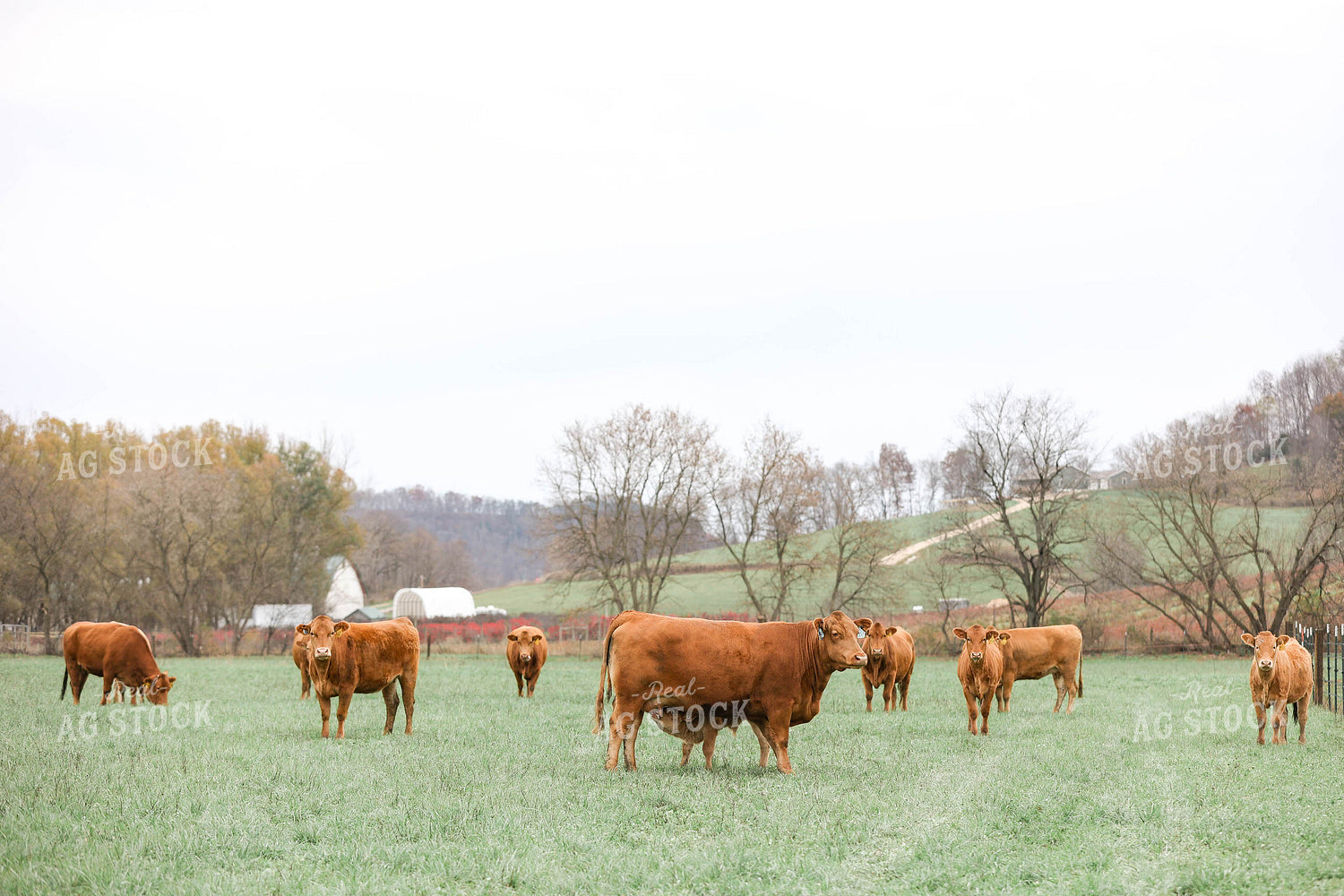 Red Angus Cow Calf Pair 230014